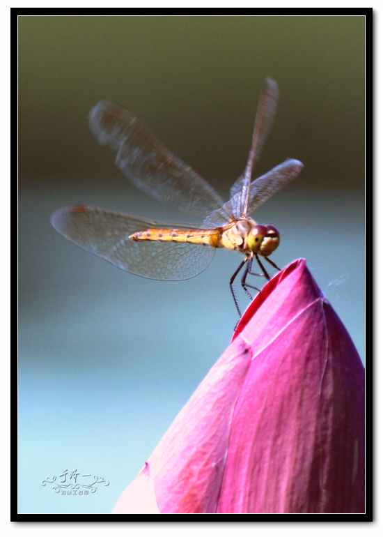 2012-8-12蜻蜓 (22).jpg