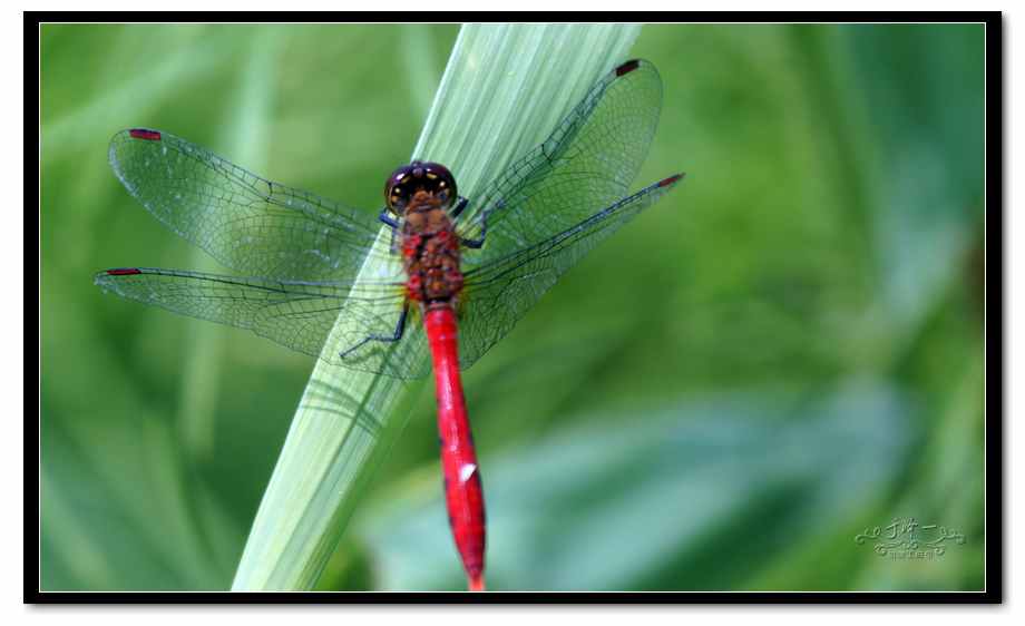 2012-8-12蜻蜓 (6).jpg