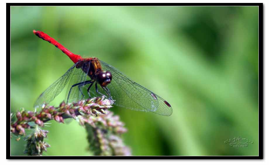 2012-8-12蜻蜓 (7).jpg