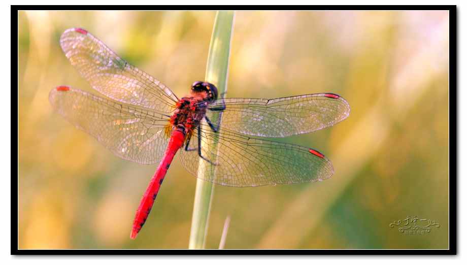 2012-8-12蜻蜓 (33).jpg