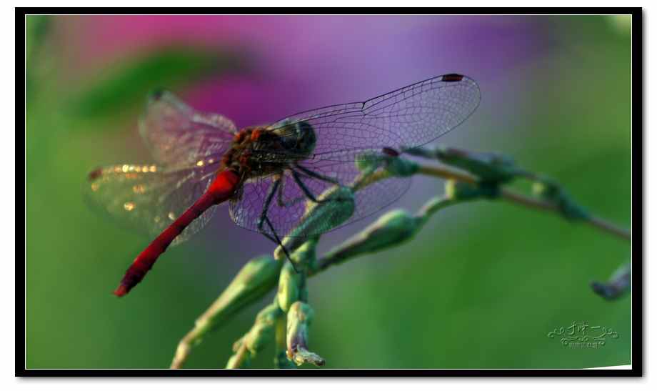 2012-8-12蜻蜓 (23).jpg