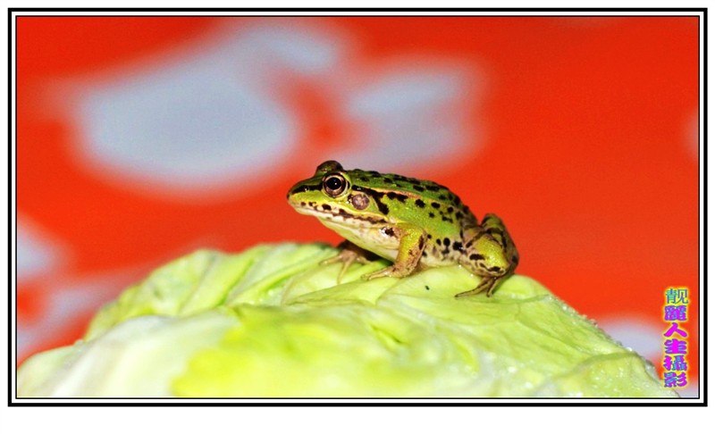 青蛙2.jpg