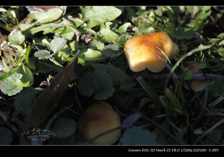 2012年10采蘑菇 (8).jpg