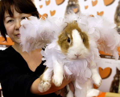 组图：日本兔子时装大赛 可爱小兔扮靓选美2.jpg