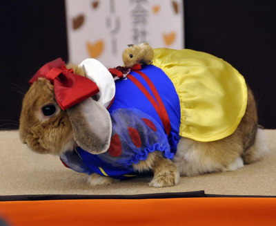 组图：日本兔子时装大赛 可爱小兔扮靓选美3.jpg