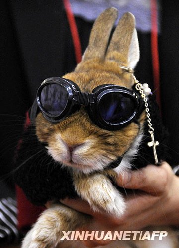 组图：日本兔子时装大赛 可爱小兔扮靓选美7.jpg