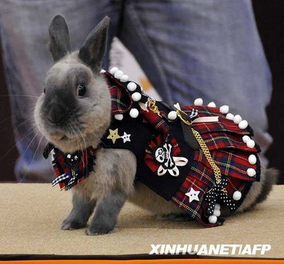 组图：日本兔子时装大赛 可爱小兔扮靓选美6.jpg