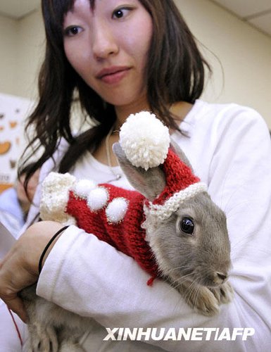 组图：日本兔子时装大赛 可爱小兔扮靓选美8.jpg