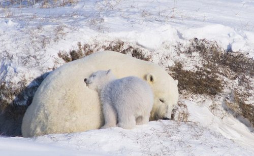 小北极熊依偎在妈妈的身边。.jpg