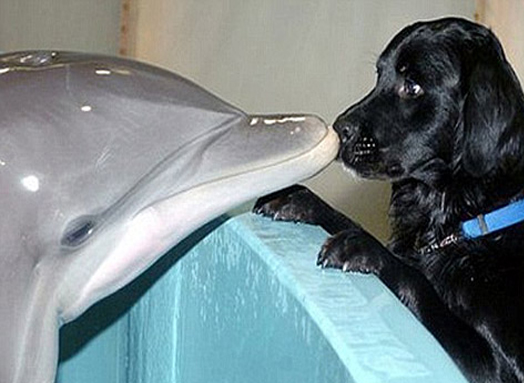 海豚与小狗接吻.jpg