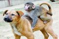 狗与猴的姐弟恋.jpg