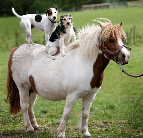弗雷迪还毫不吝啬地将自己的“骑马术”教给同一农场的小狗.jpg