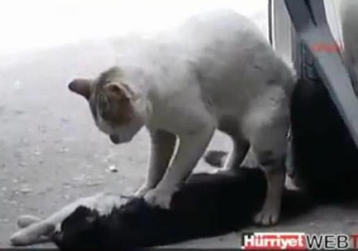 小猫试图抢救受伤的同伴1.jpg