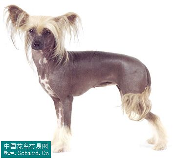 中国冠毛犬犬.jpg
