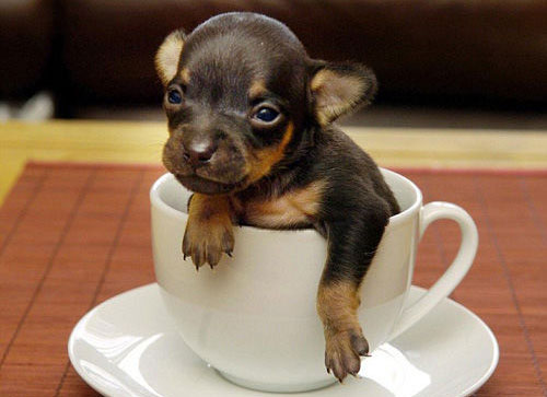 世界最小的狗.jpg
