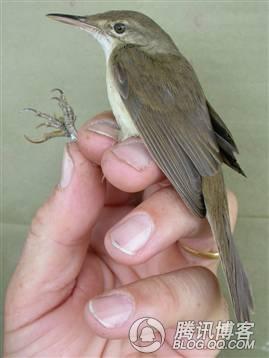 6.被重新发现的湿地鸟大嘴苇莺.jpg