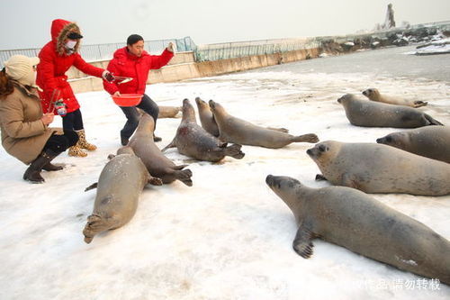 烟台海水结冰 60多只海豹被困1.jpg