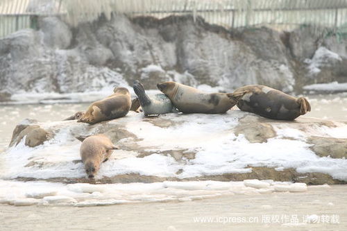 一些斑海豹受困于凝固的冰湖中。.jpg