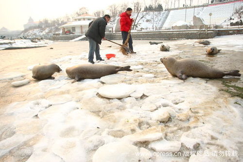 两位工作人员在湖面上为斑海豹紧急破冰。.jpg